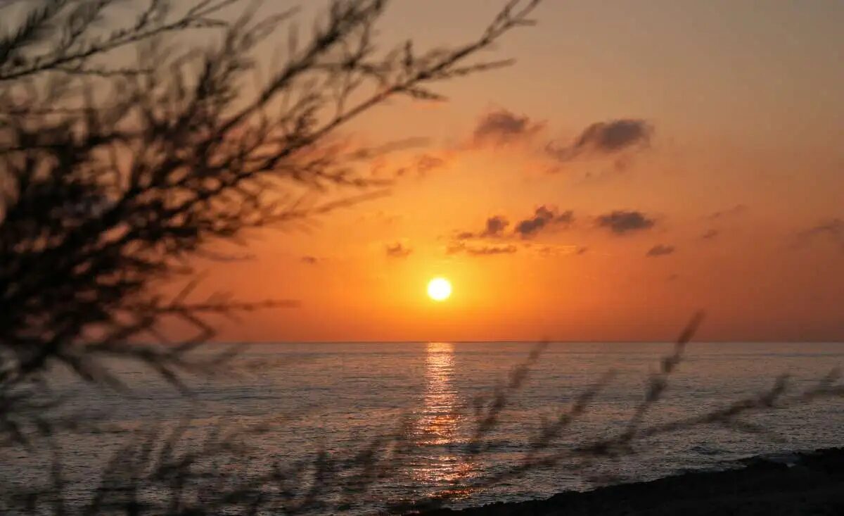 Spring sunset over the Ionian Sea seen through tamarisk branches