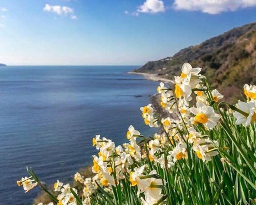 Manousakia — wild white narcissus blooming on the cliffs above the Ionian Sea in Zakynthos
