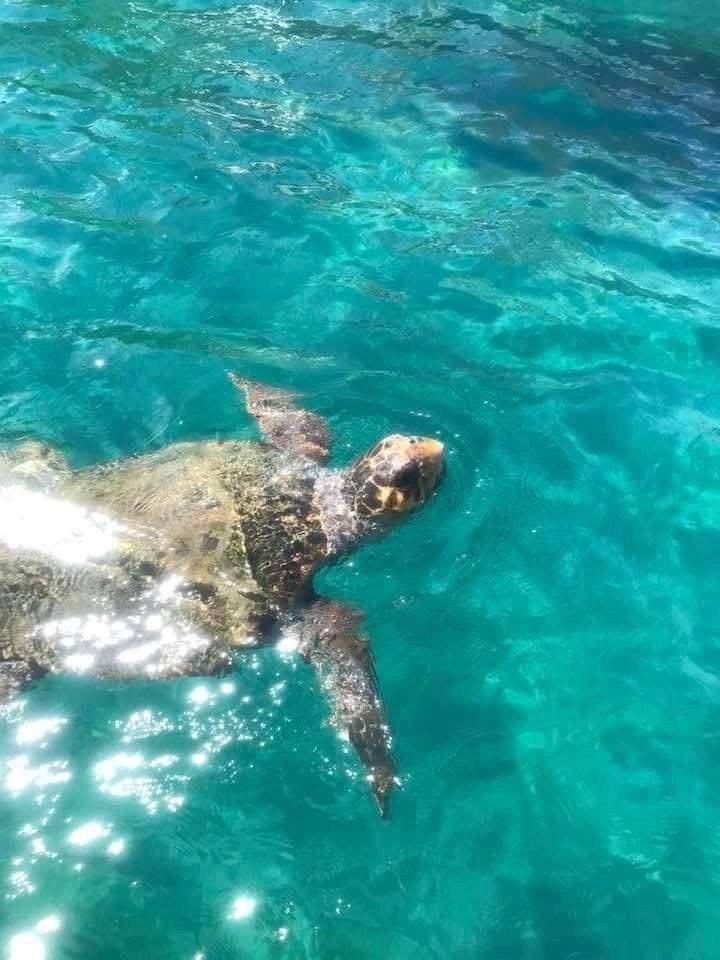 Sea turtle swimming at the surface with sunlight sparkling on the water