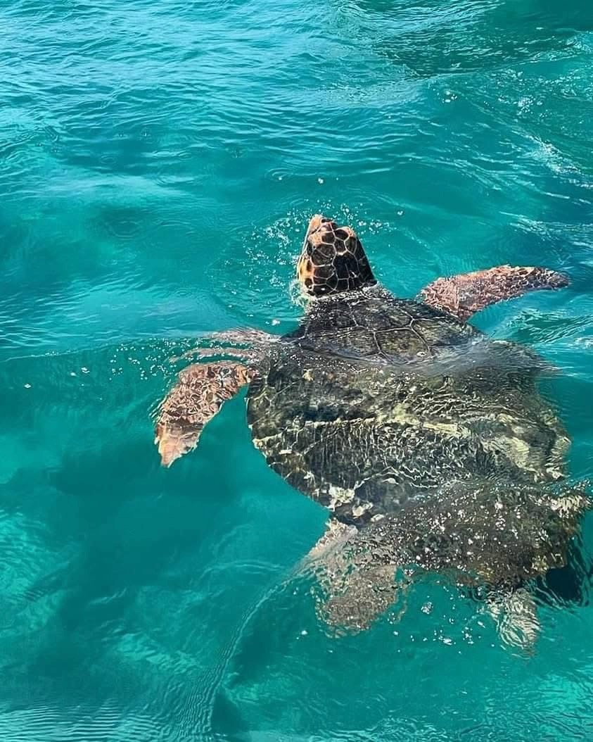 Caretta caretta sea turtle surfacing in the turquoise water near Marathonisi