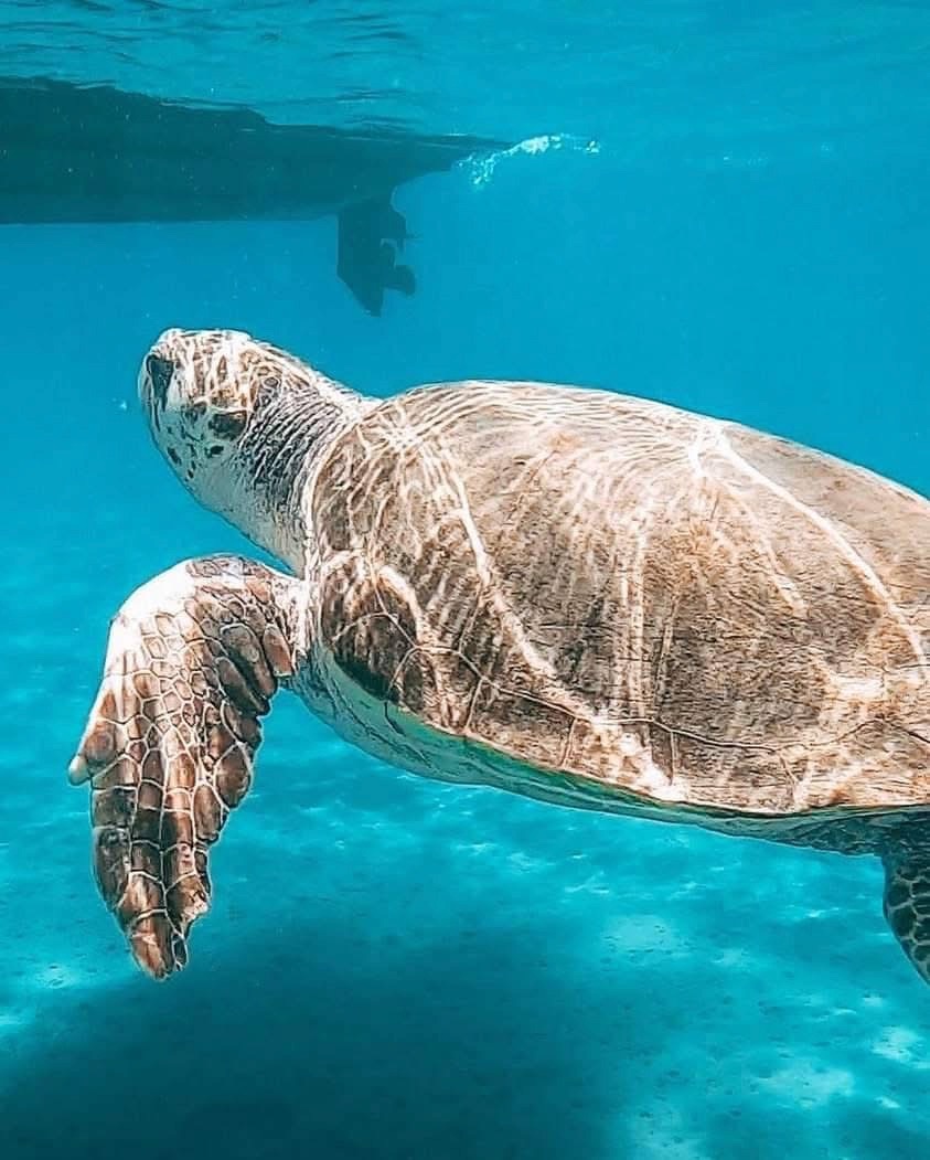 Underwater close-up of a Caretta caretta sea turtle swimming in crystal-clear water