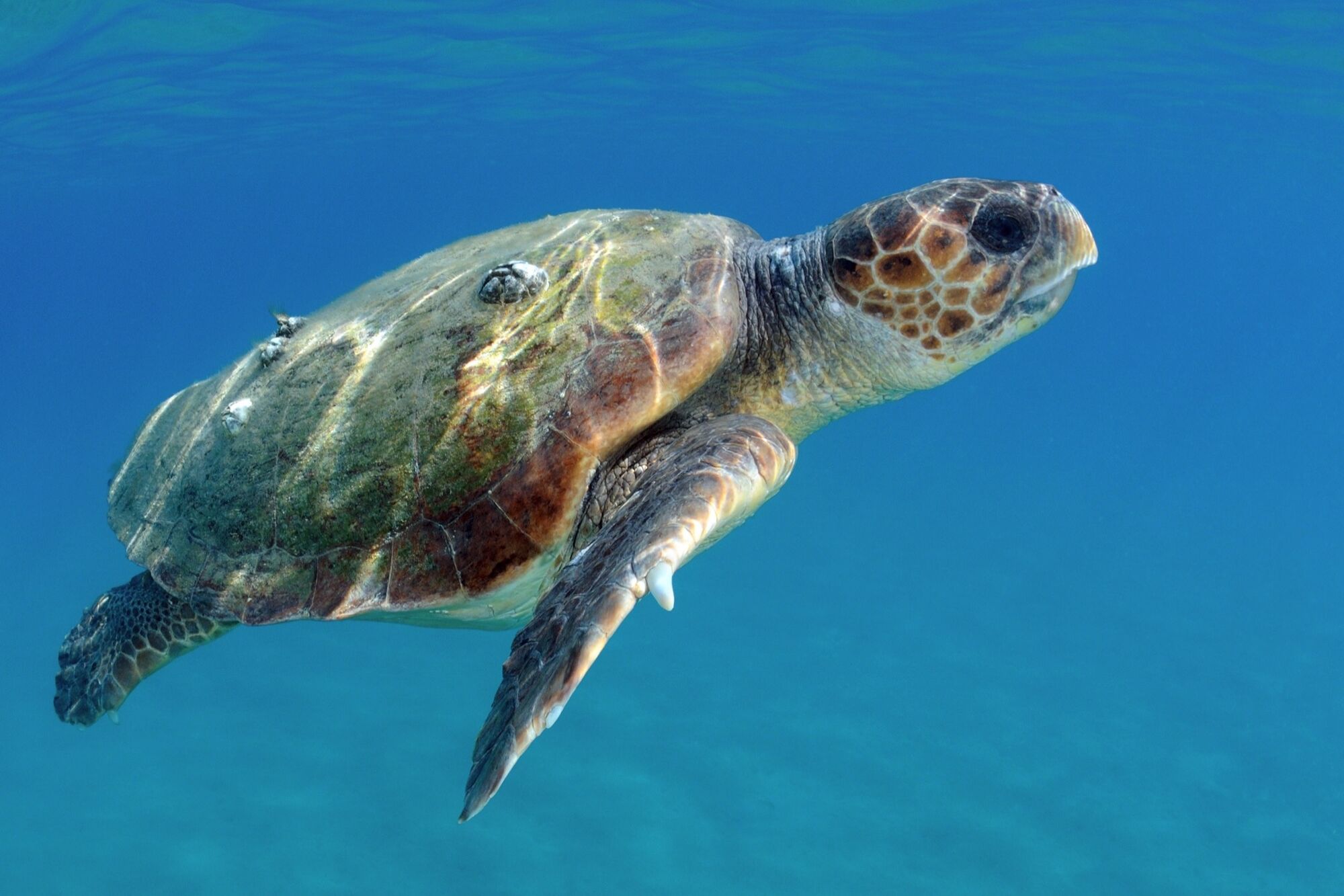 Professional underwater portrait of a Caretta caretta loggerhead sea turtle